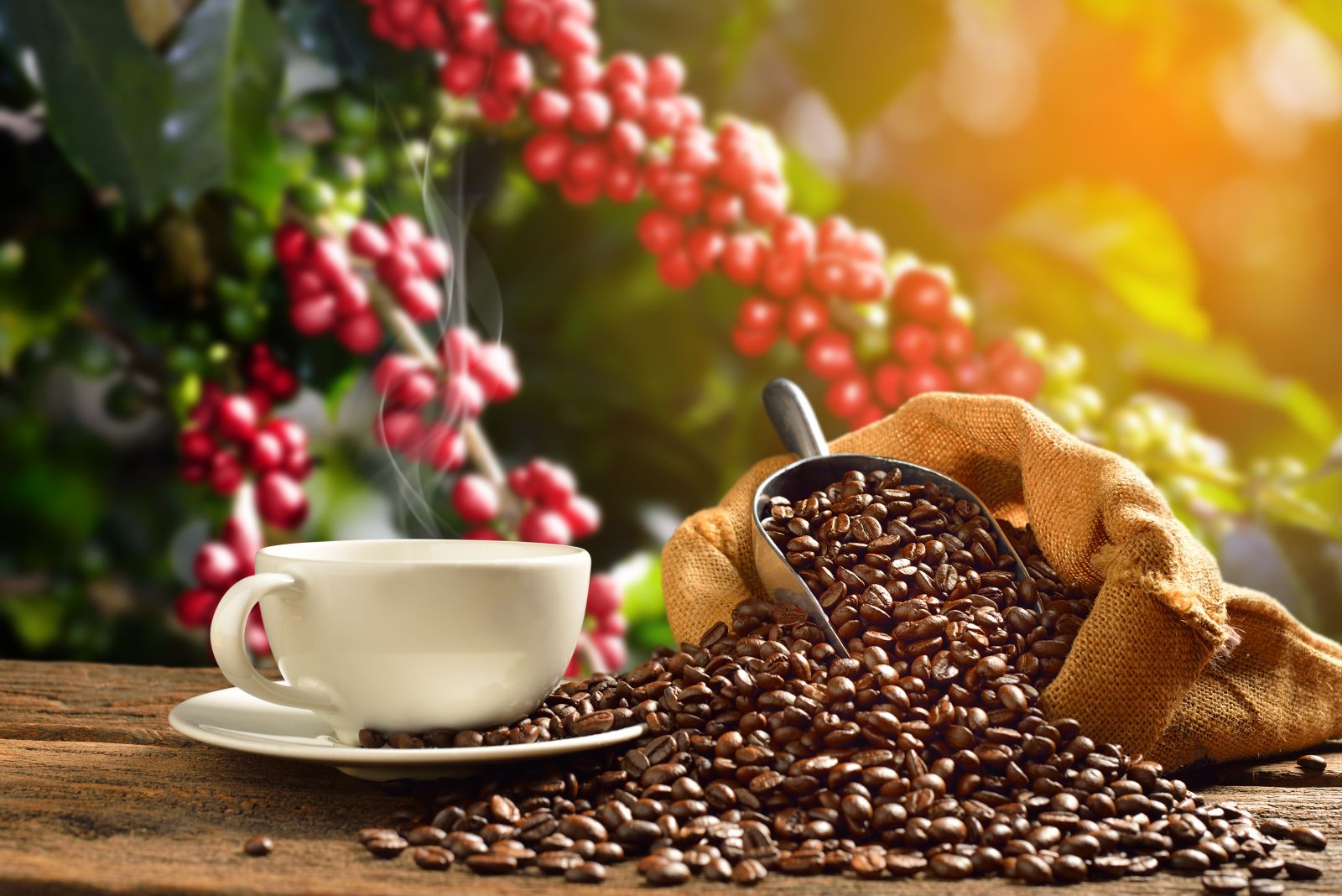 Cup of coffee with coffee beans in burlap sack on coffee tree background by Amenic181 via Shutterstock.jpg